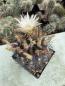 Preview: Neochilenia paucicostata